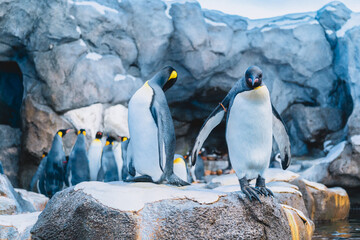 カルガリー動物園 ペンギン
