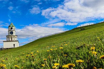 meadow with flowers