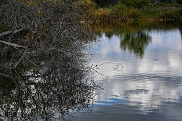 Pond Reflections,, San Joaquin Wildlife Preserve, Irvine, California