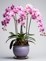 Orchid Studio Shot Isolated on Clear Background, Generative AI