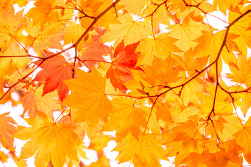 autumn maple leaves
