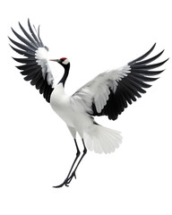 Obraz premium This is a photo-realistic image of a crane bird with its wings spread wide. The bird is standing on one leg with its head turned to the side. It has a black body and neck, and white wings.