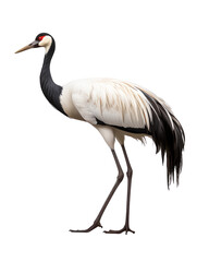 A graceful crane with a long black neck, striking red eyes, and pristine white feathers stands elegantly against a black background, displaying its elongated legs and delicate plumage.