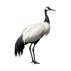 A graceful crane with a long black neck, striking red eyes, and pristine white feathers stands elegantly against a black background, displaying its elongated legs and delicate plumage.