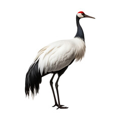 Obraz premium A graceful crane with a long black neck, striking red eyes, and pristine white feathers stands elegantly against a black background, displaying its elongated legs and delicate plumage.