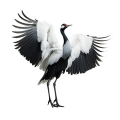 This is a photo-realistic image of a crane bird with its wings spread wide. The bird is standing on one leg with its head turned to the side. It has a black body and neck, and white wings.