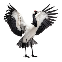 Fototapeta premium This is a photo-realistic image of a crane bird with its wings spread wide. The bird is standing on one leg with its head turned to the side. It has a black body and neck, and white wings.