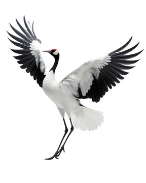 This is a photo-realistic image of a crane bird with its wings spread wide. The bird is standing on one leg with its head turned to the side. It has a black body and neck, and white wings.