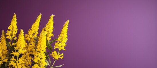 Yellow garden flowers called Canadian goldenrod are a medicinal plant often seen on a purple backdrop