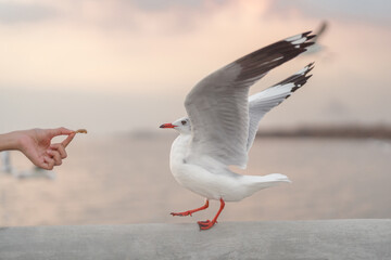 Human hand feeding while a Seagull walking to eat a food.