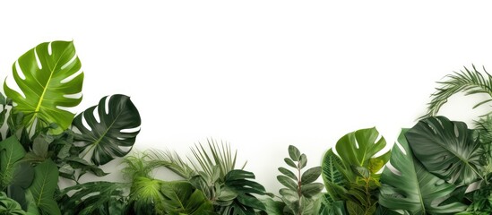 White isolated background with tropical tree leaves and branches for green foliage backdrop and copy space
