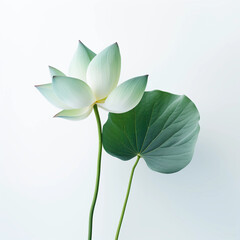 Fototapeta na wymiar White lotus flower and leaves isolated on a white background, Tropical flower background design for cosmetics, yoga, wall photo print, postcards, covers. Buddha flower. Generative AI. 