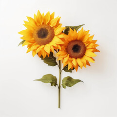 Obraz premium Sunflowers and leaves isolated on a white background, Yellow summer flower, Wall decoration photos, Generative AI. 