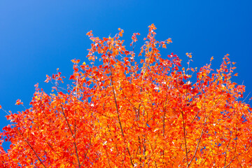 autumn maple leaves against blue sky