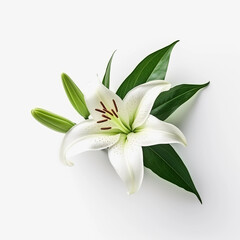 White Lilies flowers isolated on a white background, Wall decoration photos, Generative AI.	