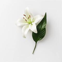 White Lilies flowers isolated on a white background, Wall decoration photos, Generative AI.	