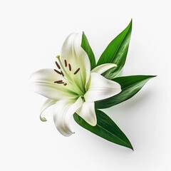Obraz premium White Lilies flowers isolated on a white background, Wall decoration photos, Generative AI. 