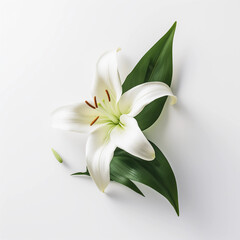 White Lilies flowers isolated on a white background, Wall decoration photos, Generative AI.	