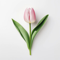 Fototapeta premium Tulip flower of natural coloring isolated on a white background, Wall decoration photos, Generative AI.