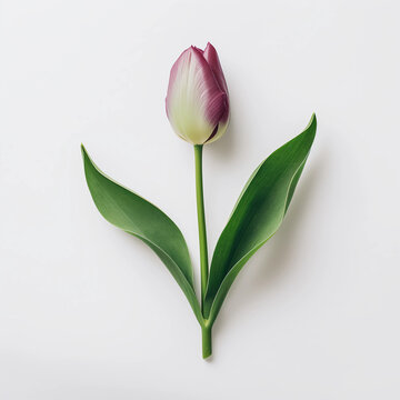 Tulip flower of natural coloring isolated on a white background, Wall decoration photos, Generative AI.