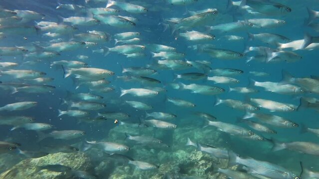 School of mullet fish underwater in the Mediterranean sea, slow motion 4k