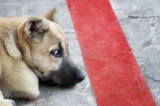 Red line concept. A dog guarding the red line that nobody should cross, looking suspicious