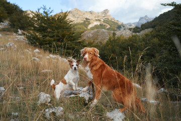 Two dogs in a mountainous terrain. Tolling Retriever stands prominently, with a smaller Jack...