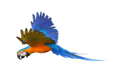 Colorful flying parrot isolated on transparent background png file © Passakorn