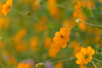夕日に映えるキバナコスモスの花