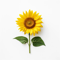 Sunflower and leaves isolated on a white background, Yellow summer flower, Generative AI.