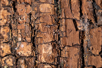 Tree bark texture pattern, rare old sapodilla trunk for background usage