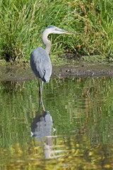 Portraiture of heron in a pond.
