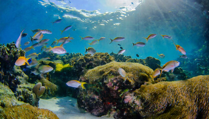 Naklejka na ściany i meble underwater view with school of colorful fish