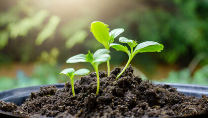 the seedling are growing from the rich soil ecology concept