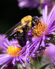 bee on a flower