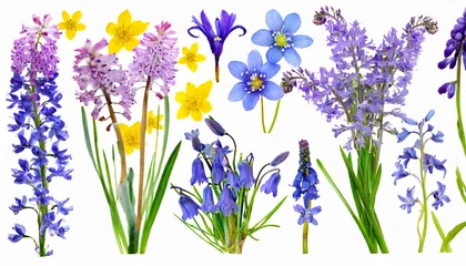Fotobehang wild flowers set isolated on a white background lavender bluebell and forget me not snowdrops primroses © Emanuel