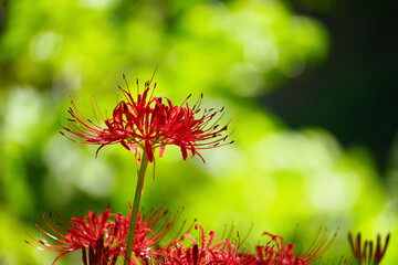背景の緑とのコントラストが美しいヒガンバナの花
