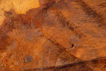 Close-up Tree Texture of Old Sapodilla Trunk Slice