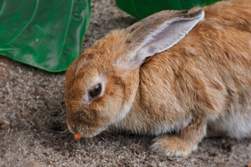 Orange rabbit is eating carrots.