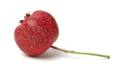 Hawthorn berry on white background.