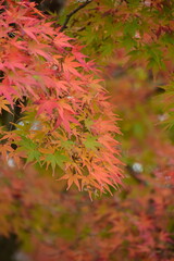 紅葉