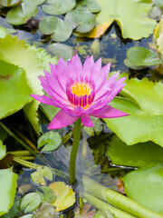 Beautiful colorful lotus flowers, many colors including pink, purple, yellow, green.