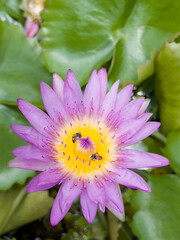 Beautiful colorful lotus flowers, many colors including pink, purple, yellow, green.