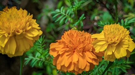 Yellow and orange marigold flowers