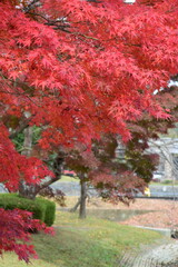 Naklejka premium 紅葉