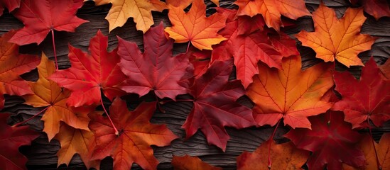 Naklejka na ściany i meble Autumnal maple leaves in Canada