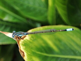 Damselfly 