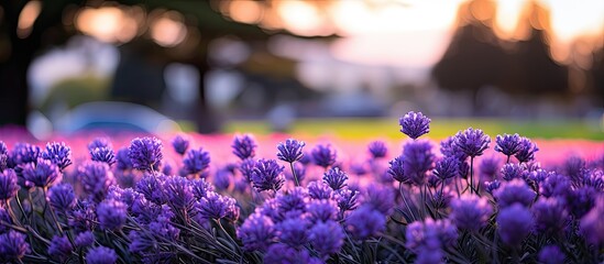 Close up of lavender field in park - obrazy, fototapety, plakaty