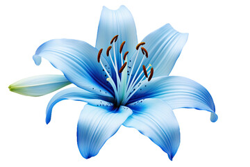 Fresh tropical blue lily flower head isolated on white background
