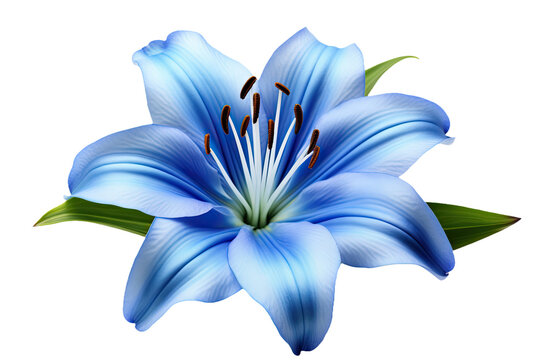 Fresh tropical blue lily flower head isolated on white background